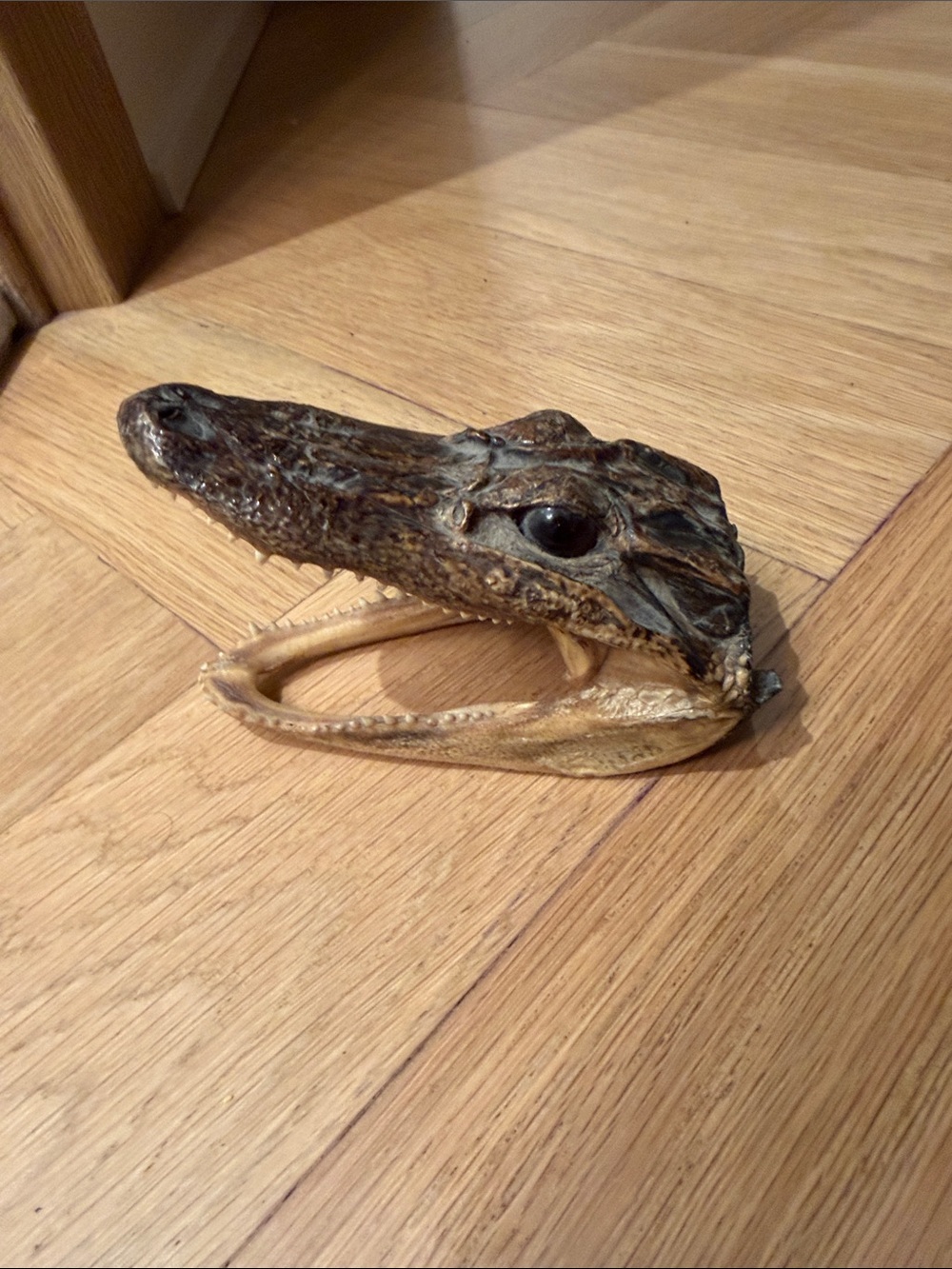 Genuine American Alligator Head